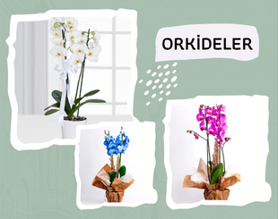 Orkideler